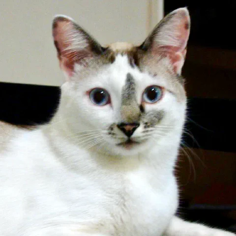 Photo of Gordon